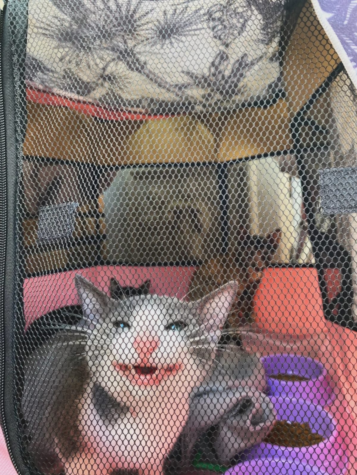 9 Lives Café cat